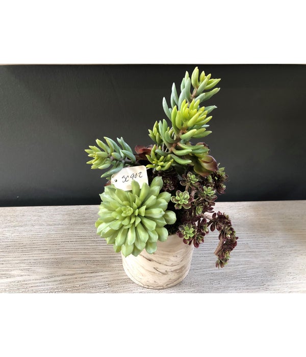 Succulents in Marble Round Pot
