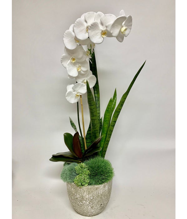 Orchid, Sans/Grass/Moss in Pot