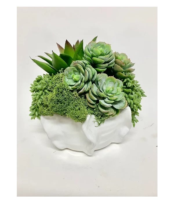 Succulents in Small Bowl
