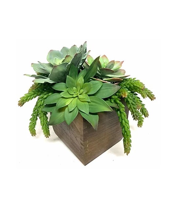 Succulents in Wood Box