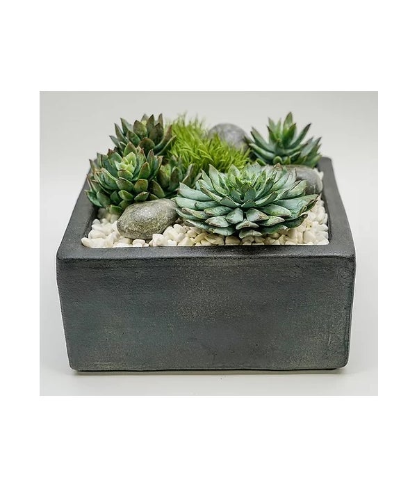 Baja Square Succulent