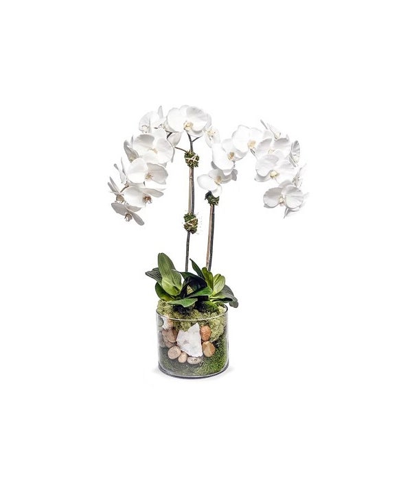 Glass Cylinder with Orchids / Geode