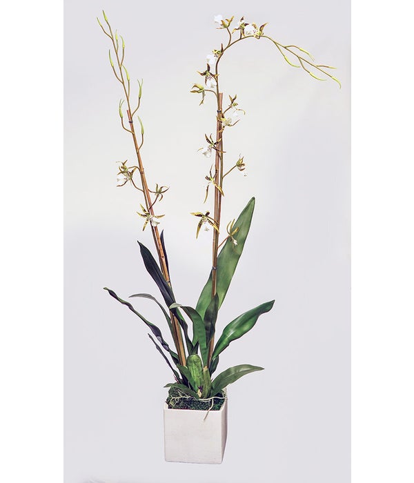 Brassia Orchid 6" Cube