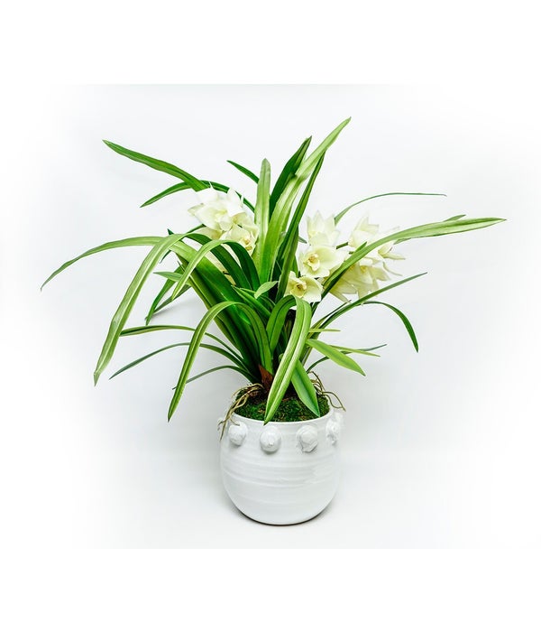 Cymbidium Fem Rosa Pot