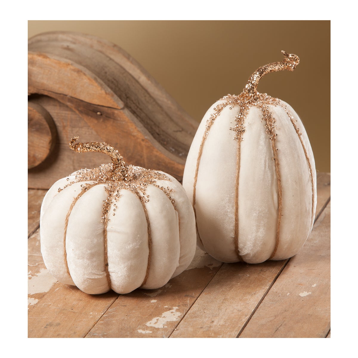 White Velvet Pumpkin 2A