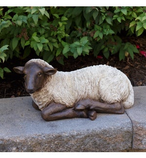Sheep - Resting