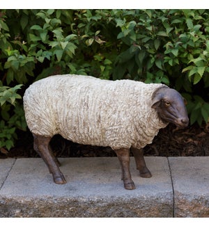 Sheep - Grazing