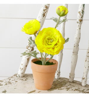 Potted Ranunculus, Yellow