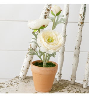 Potted Ranunculus, White