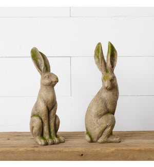 Mossy Rabbits