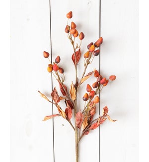 Branch - Dried Flower Buds