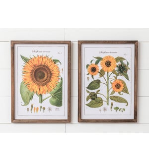 Framed Prints - Sunflower Botanicals