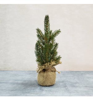 Pine Tree In Burlap Sack