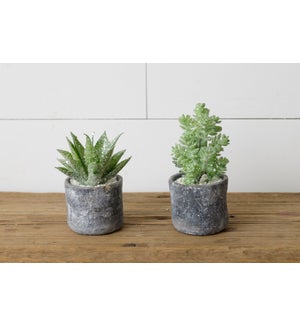 Winter Succulents in Pots