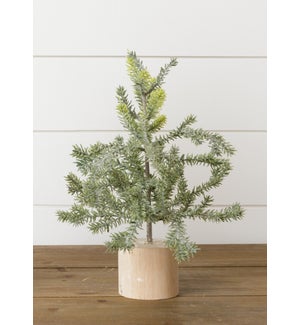 "Frosted Pine In Wooden Base, 12 Inches"