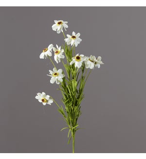 Spray - Coreopsis White