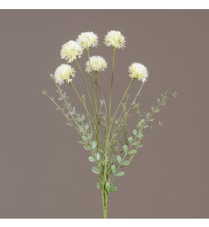 Pick - Cream Allium