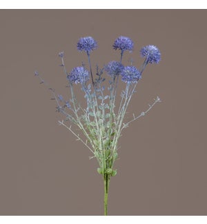Pick - Blue Allium