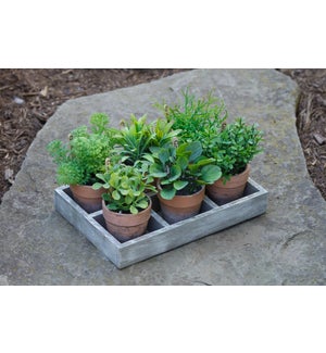 Assorted Herbs In Tray