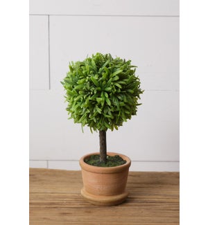 Topiary - Terra Cotta Pot, Sm