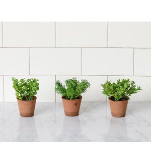 Herb Pots, Assorted Greens