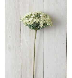 Branch - Allium, White