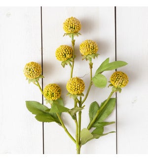 Branch - Billy Buttons Cluster