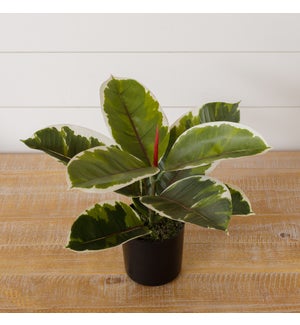 Potted Variegated Rubber Plant