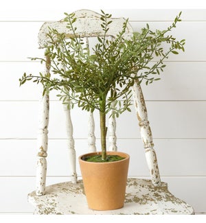 Potted Thyme Topiary