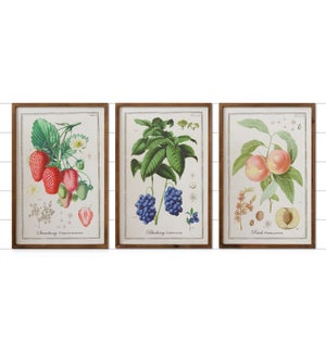 Signs - Fruit Prints