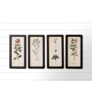 Framed Prints - Botanicals