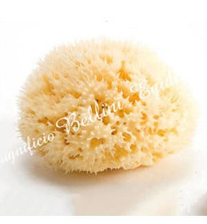 Sea Sponge Honeycomb - Large One Size