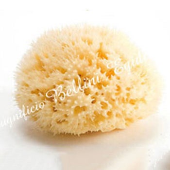 Sea Sponge Honeycomb - Large One Size
