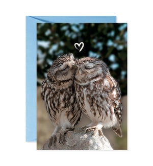 Loving Owls