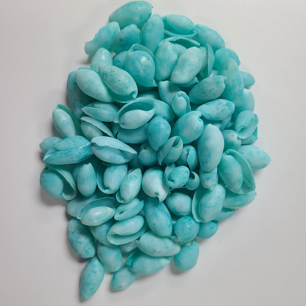 BUBBLE SHELLS