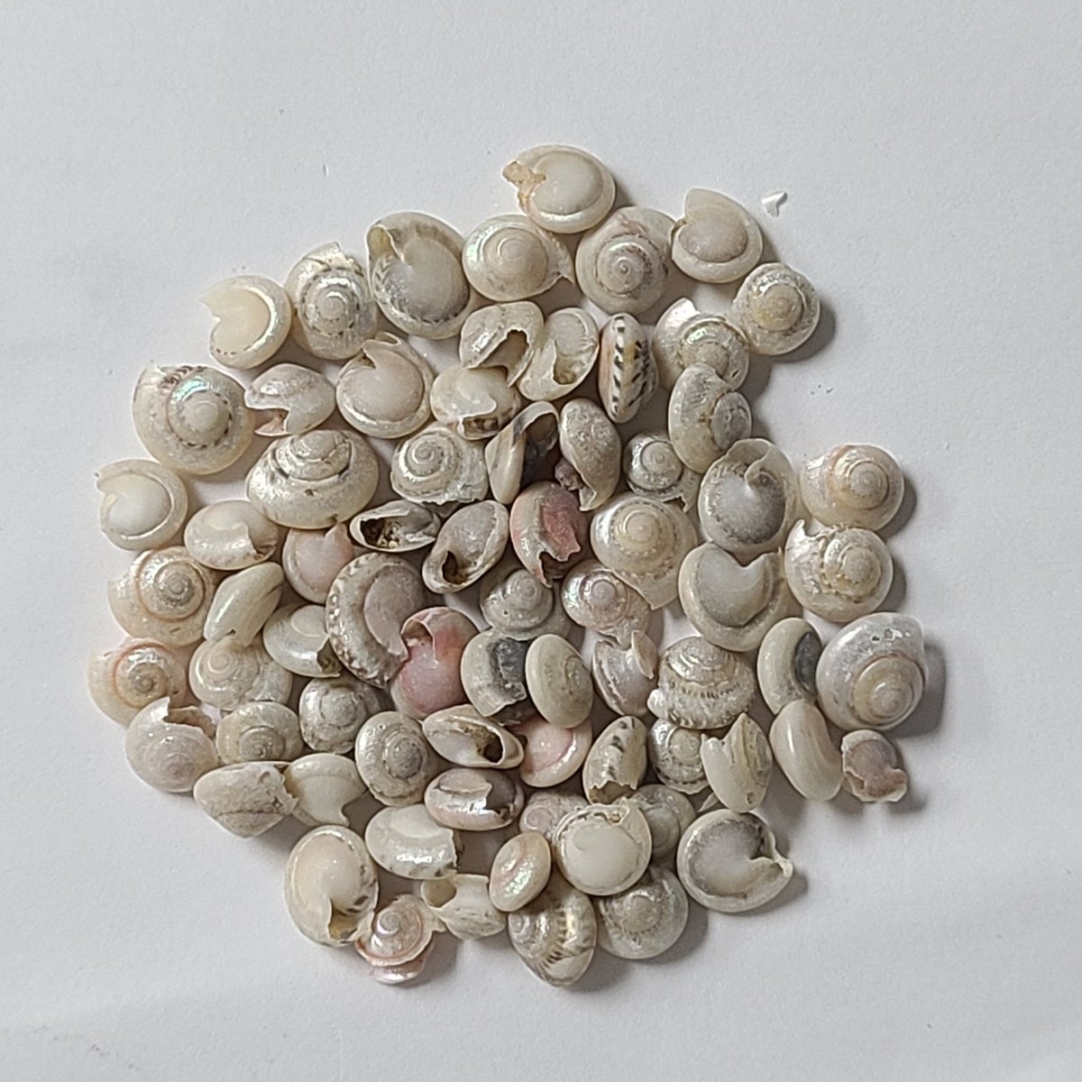 PEARLED UMBONIUM