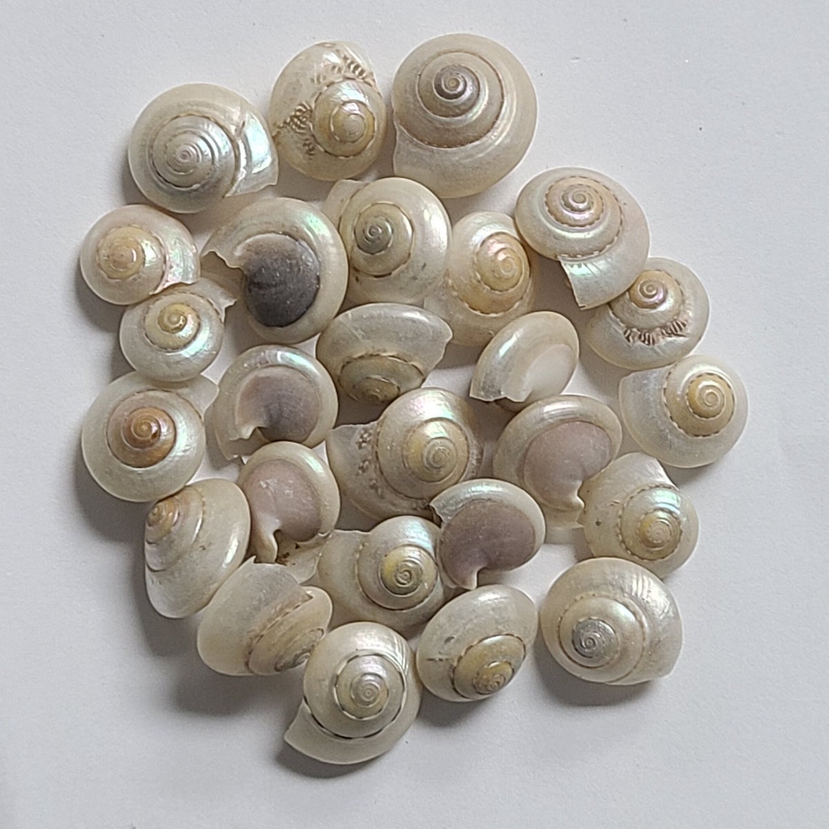 UMBONIUM PEARLED