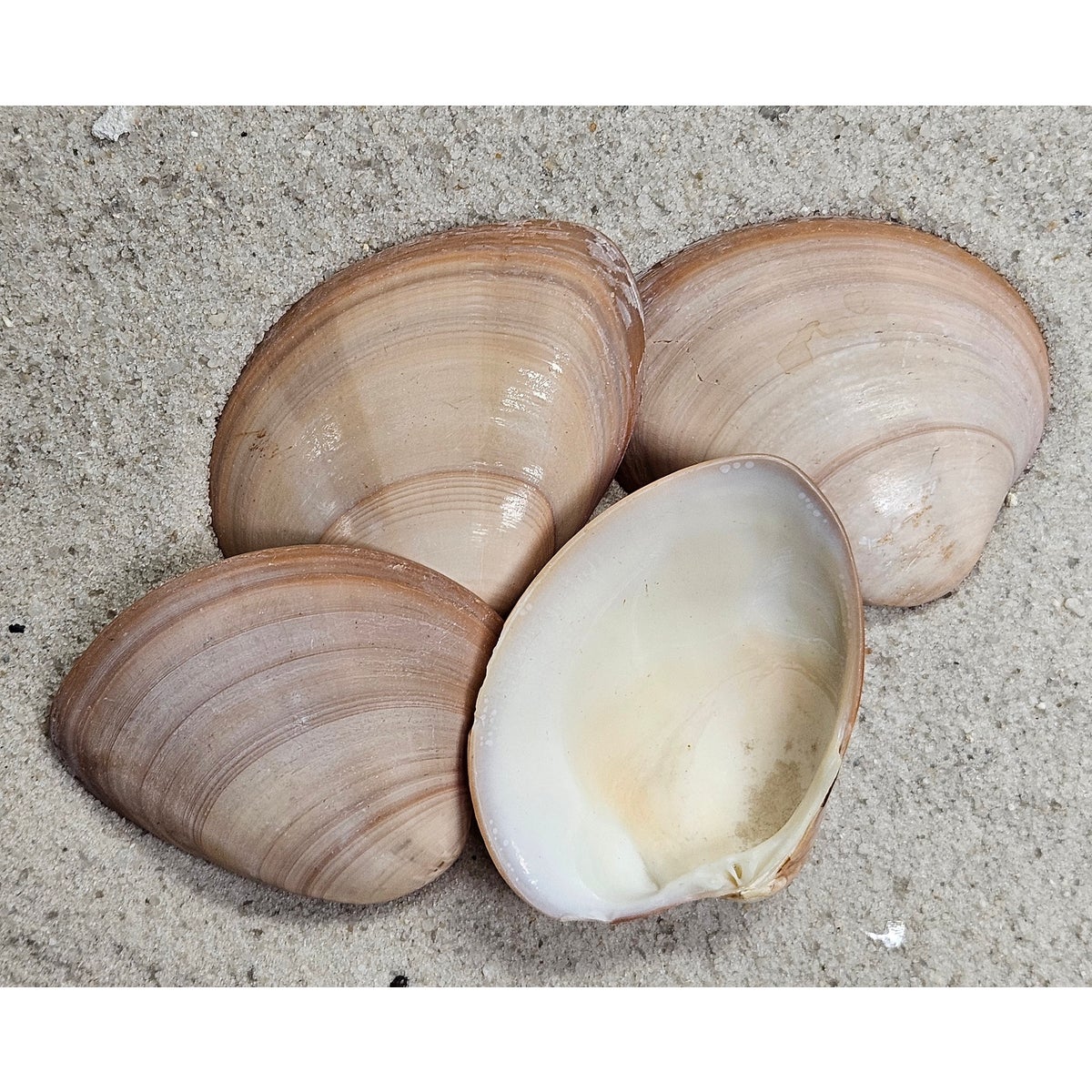BROWN CLAM POLISHED