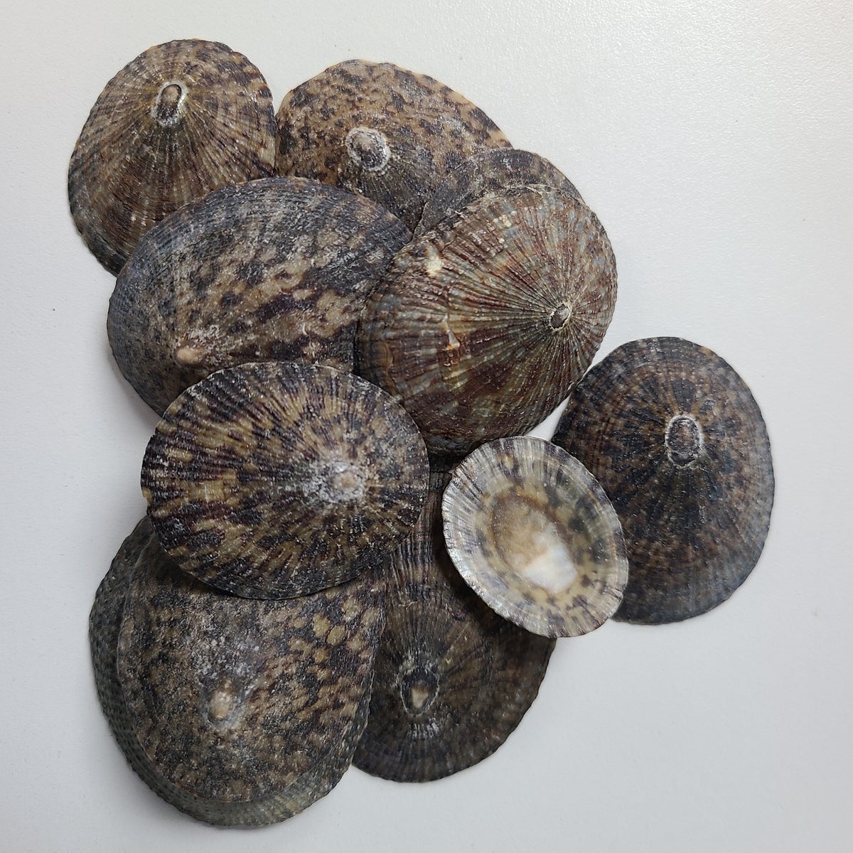 OWL LIMPET