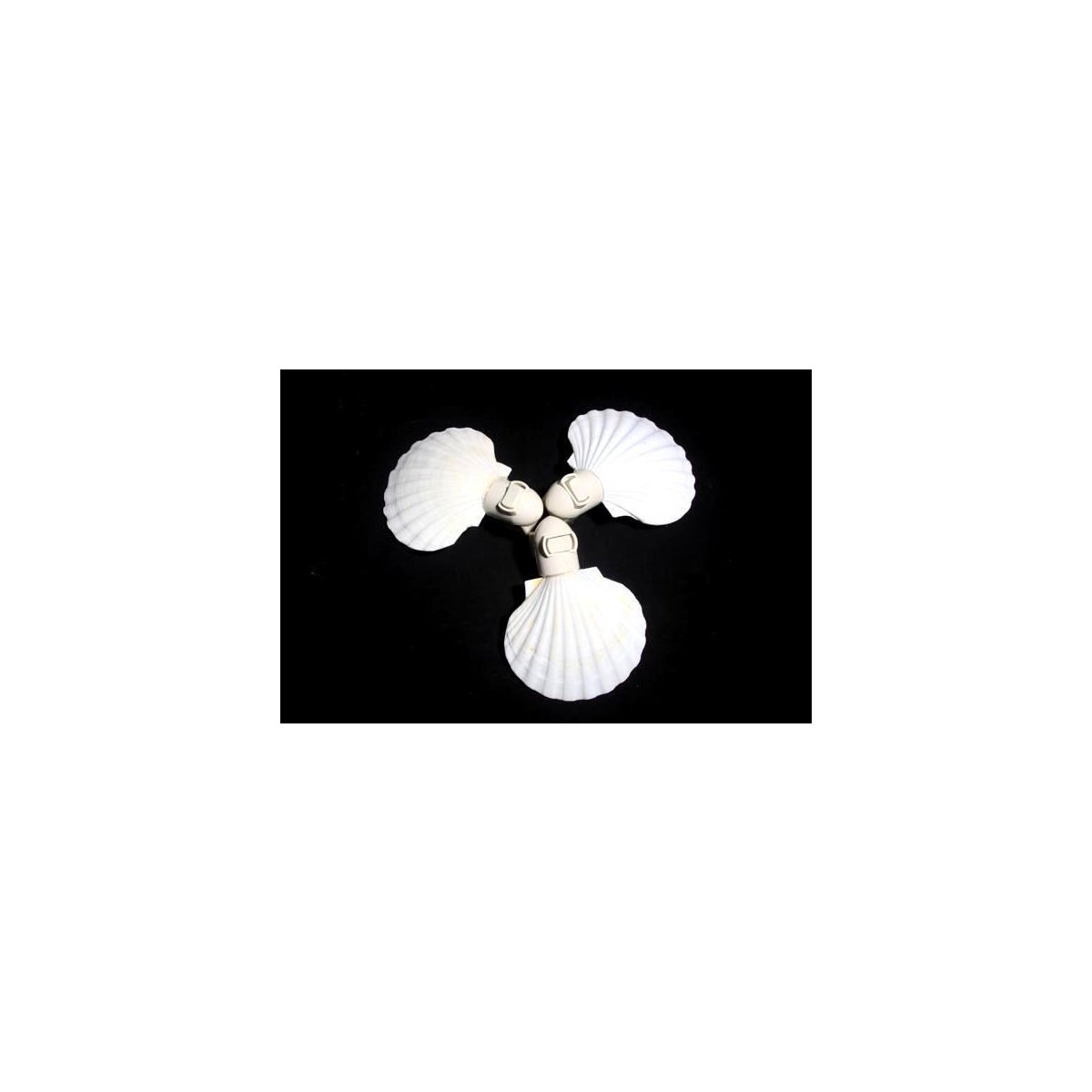 ENGLISH WH. SCALLOP
