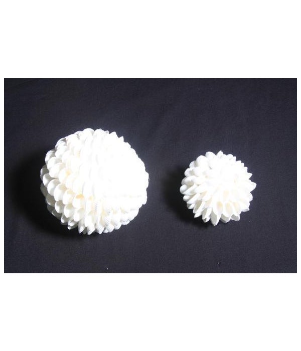 CLAM ROSE SHELL BALL 3"