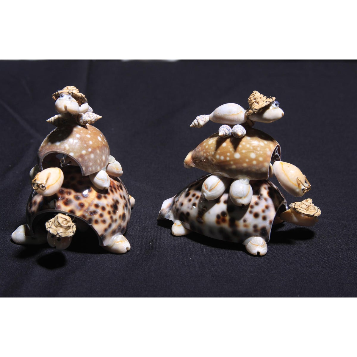 3 STACK TURTLE CYPREA