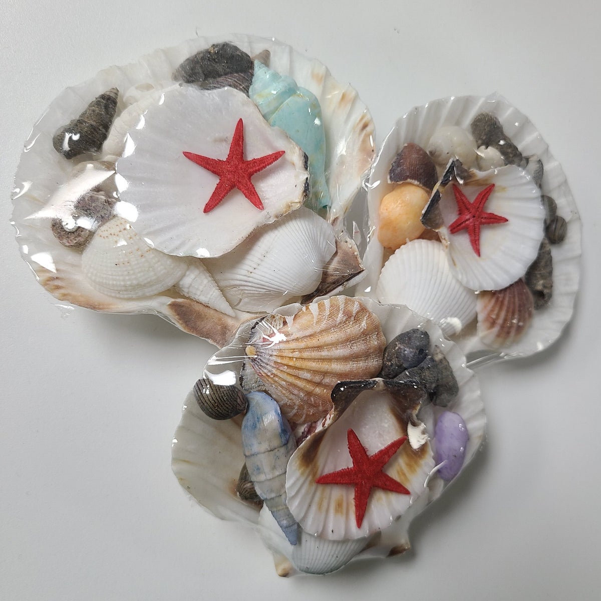ENGLISH SCALLOP SHELL PACK