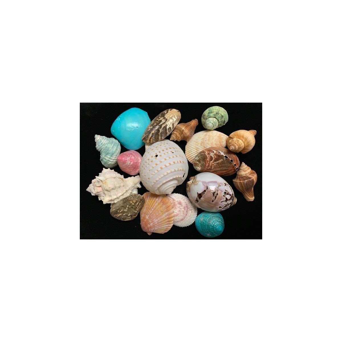 SHELL PACK WHITE NET