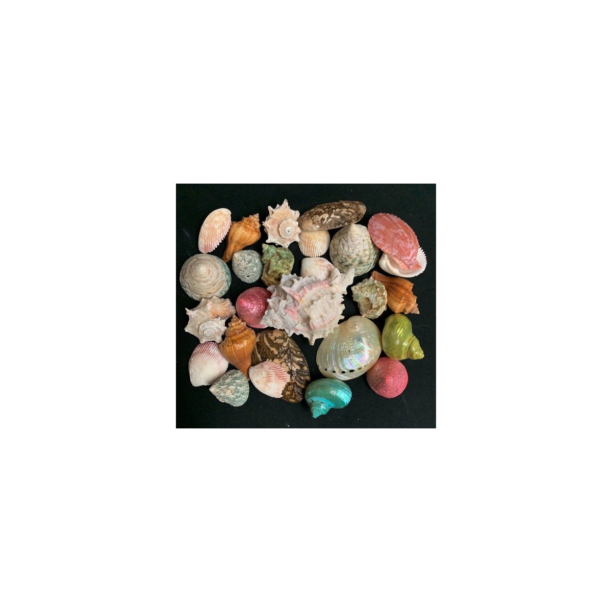 SHELL PACK WHITE NET