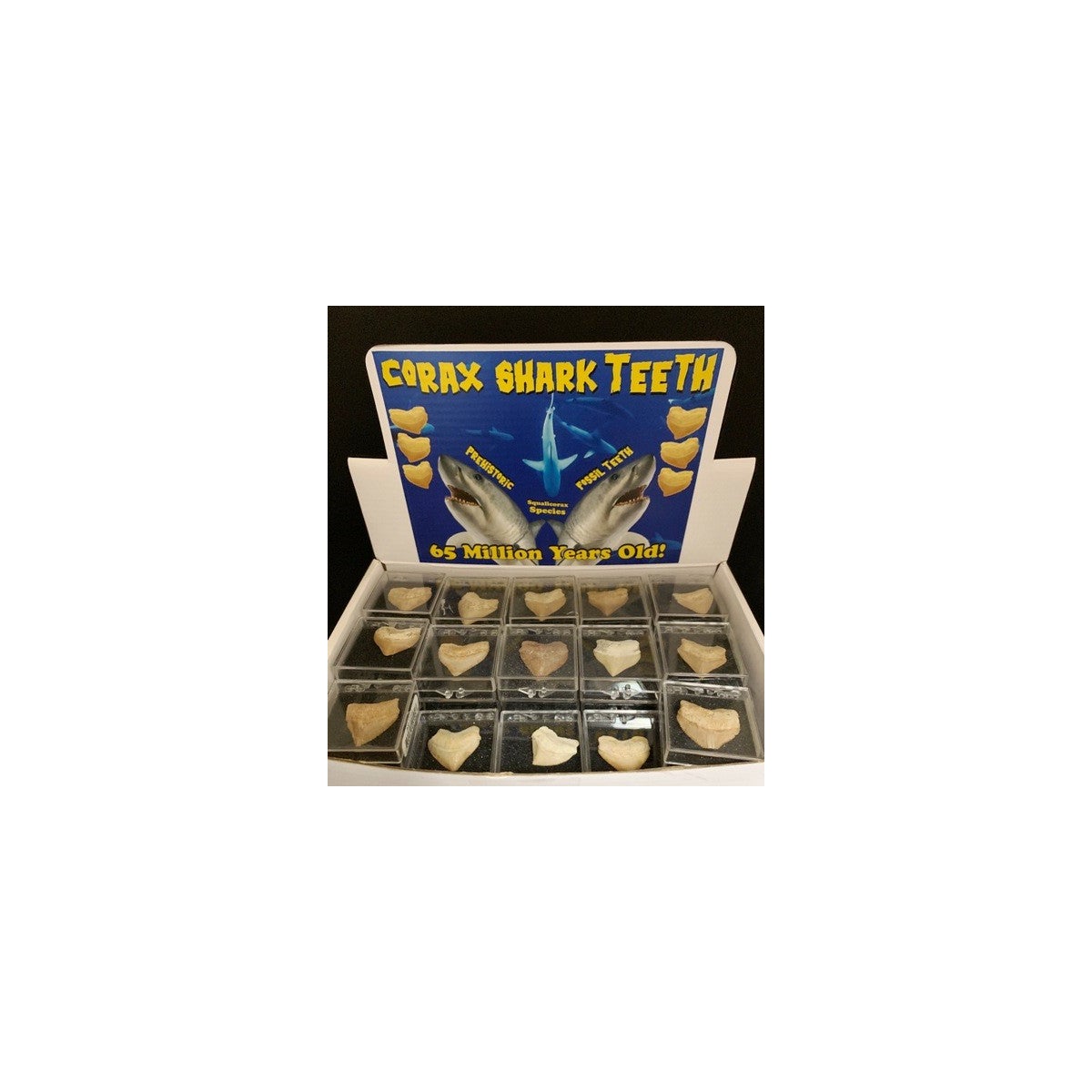 60 PC CORAX TOOTH