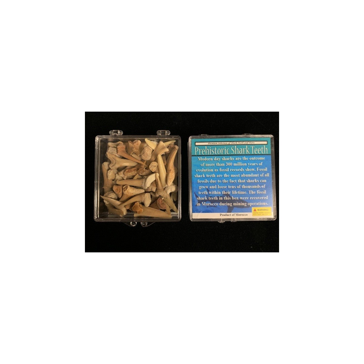 ASST FOSSIL TEETH