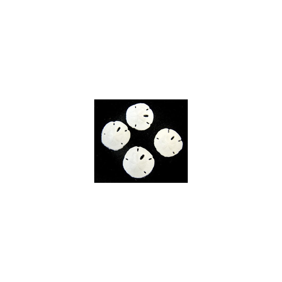 1/2-3/4" SANDDOLLAR