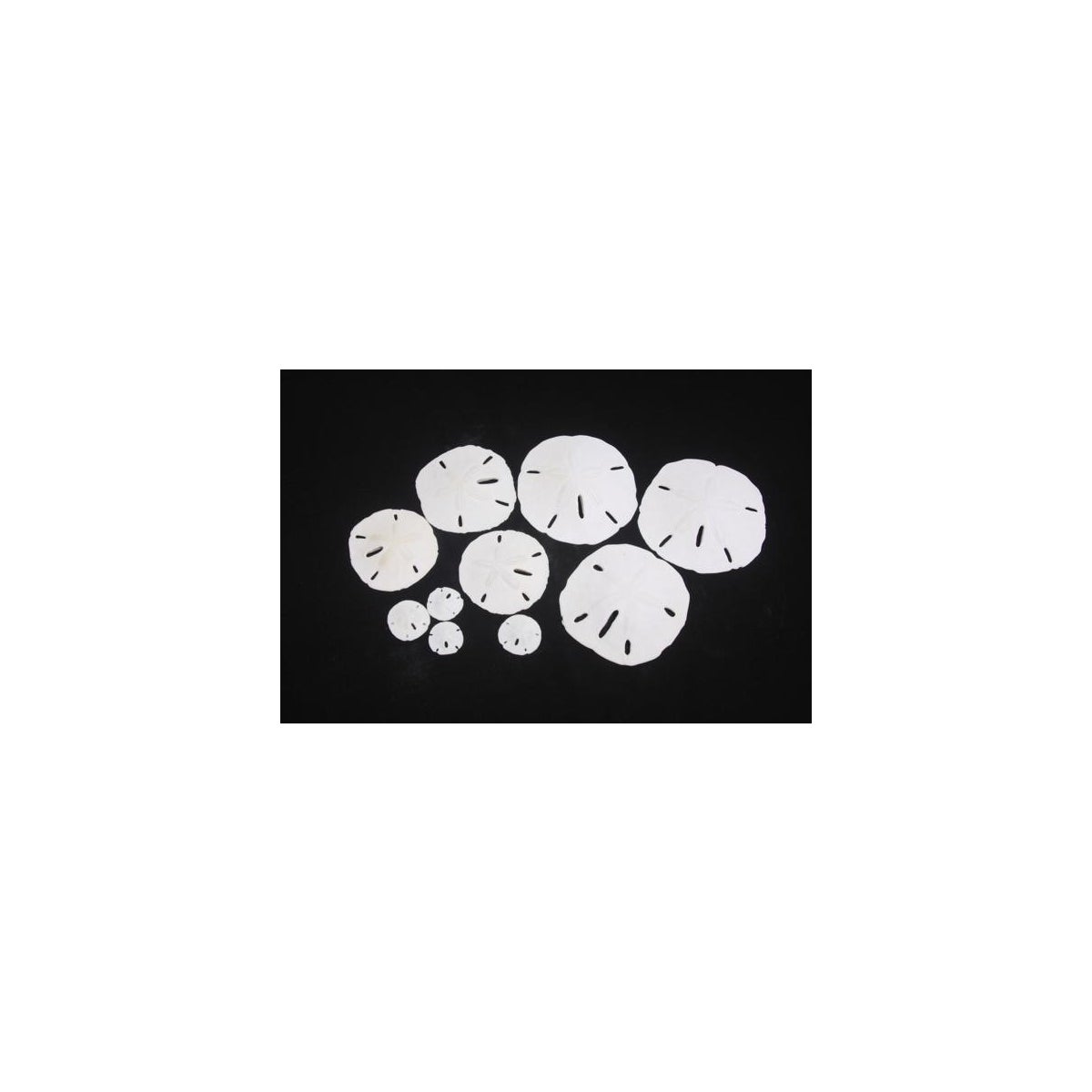 2"-2 1/4" SANDDOLLAR