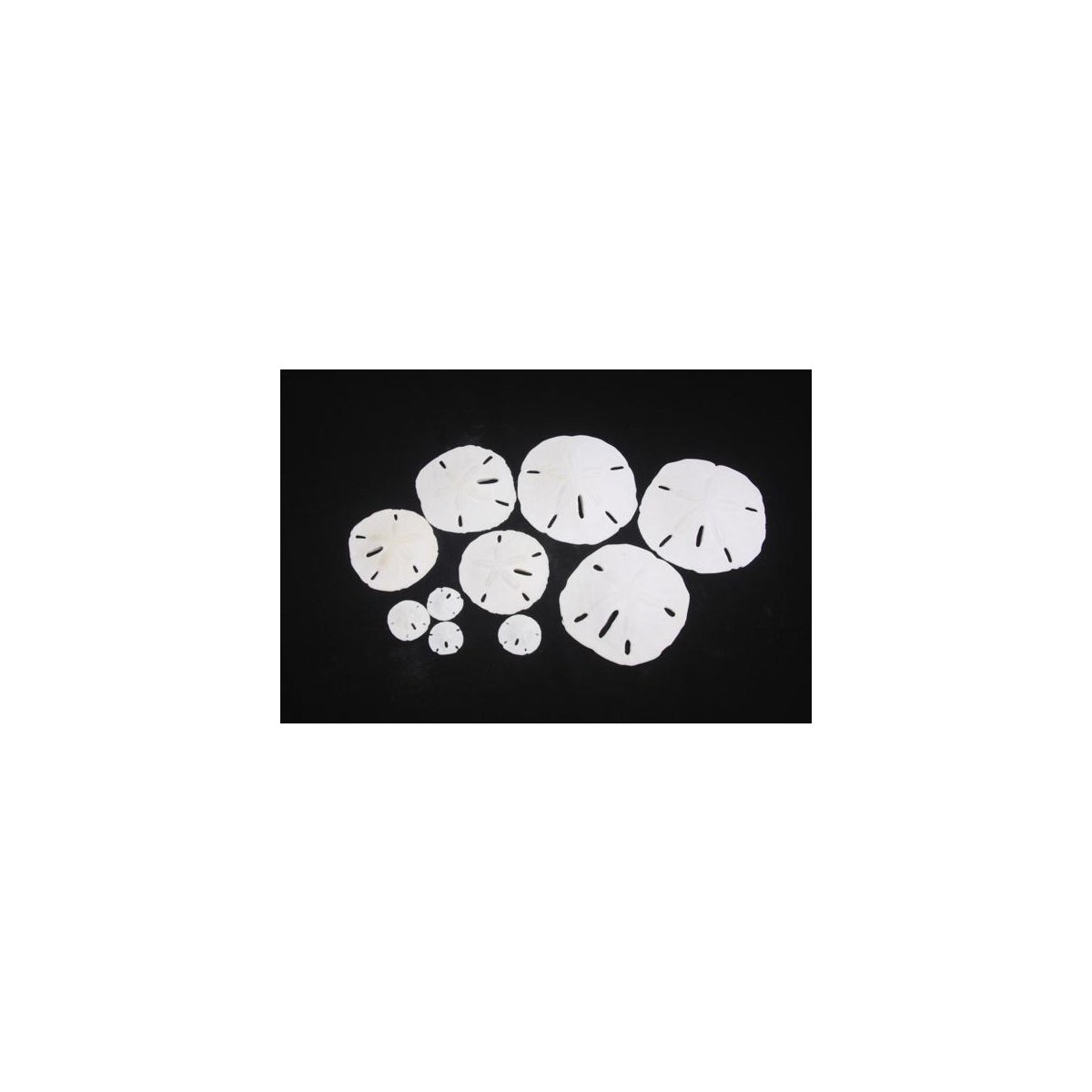 3 1/2-4" SANDDOLLAR